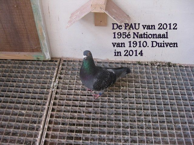De Pau 