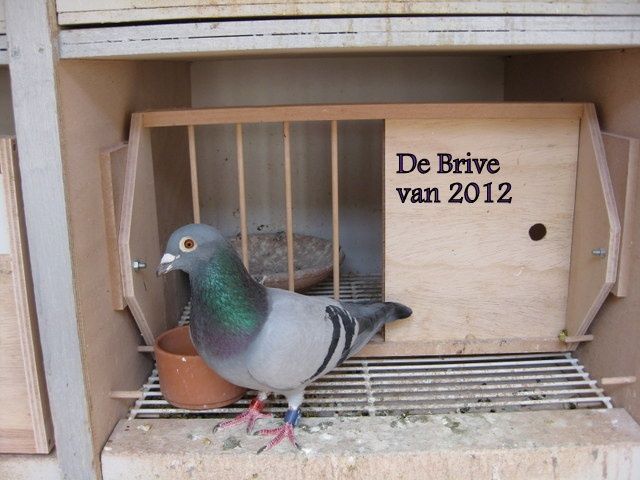 Orleans Prov 478é Prijs van 1991 duiven
Brive Prov 246é Prijs van 1235 duiven
Brive Nat 884é prijs van 6842 duiven
