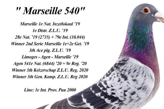 Zoon uit NL 17/1506540
Nu op Kweekhok Super mooie Duiver.